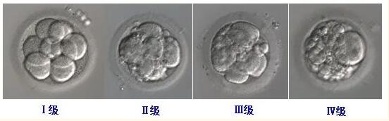 胚胎评级知多少