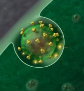 唤醒潜在的靶标蛋白SAMHD1，攻击HIV